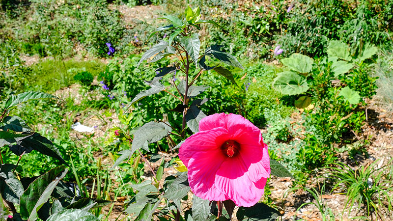 « L’hibiscus est une plante plutôt classique, mais cette variété moscheutos a des fleurs énormes. Nous avons fait le choix de regrouper les fleurs dans des spots, de ci de là, plutôt que de les disséminer. » « L’hibiscus est une plante plutôt classique, mais cette variété moscheutos a des fleurs énormes. Nous avons fait le choix de regrouper les fleurs dans des spots, de ci de là, plutôt que de les disséminer. »