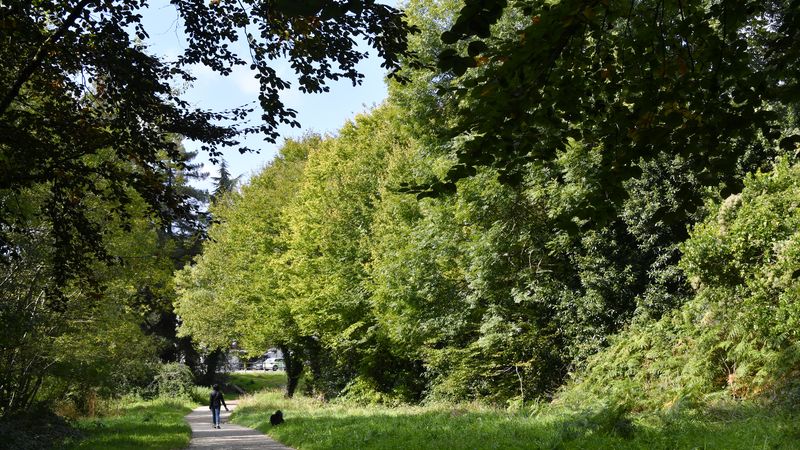 Une charte communale pour préserver les arbres