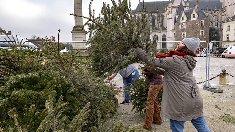En 2024, l’opération collecte des sapins avait permis de récolter 8600 arbres.