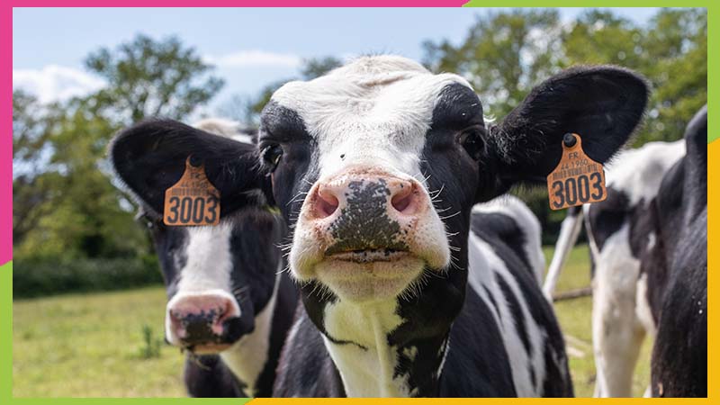 Depuis la conversion en bio, la production de lait a baissé de près de 20%, mais les revenus des agriculteurs a augmenté. © Céline Jacq Pour Nantes Métropole.
