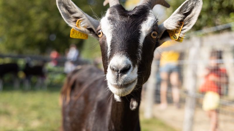 Chèvres, vaches, âne, canards et dindons retrouvent le public pour une nouvelle saison de visites et d'animations gratuites, des vacances de printemps à celles de la Toussaint. © Jean-Félix Fayolle