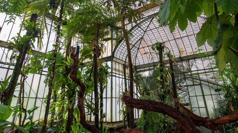 L’artiste Thomas Cochini a créé une ambiance sonore spécialement pour le Palmarium du Jardin des plantes. Cet été, vivez une expérience tropicale à Nantes, en plongeant sous la canopée de la jungle guyanaise… © Patrick Garçon