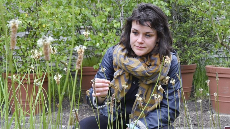 Chaque matin, un jardinier (ici Salomé Pasquet, coordinatrice de l'association des Pollinariums sentinelles de France) observe les plantes pour repérer les premières et dernières émissions de pollen. © Rodolphe Delaroque