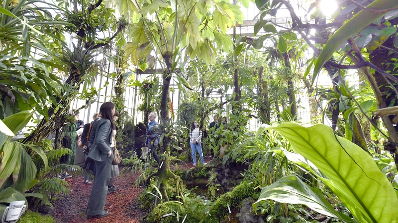 Fermé au public pour travaux, le Palmarium de Nantes rouvre ses portes les 3 et 4 juin 2023 dans le cadre des Rendez-vous aux jardins. L’occasion de découvrir « Le chant du palmarium », une expérience sensorielle inédite. © Rodolphe Delaroque