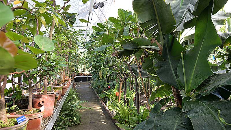 Parfum tropical dans les serres du Grand-Blottereau