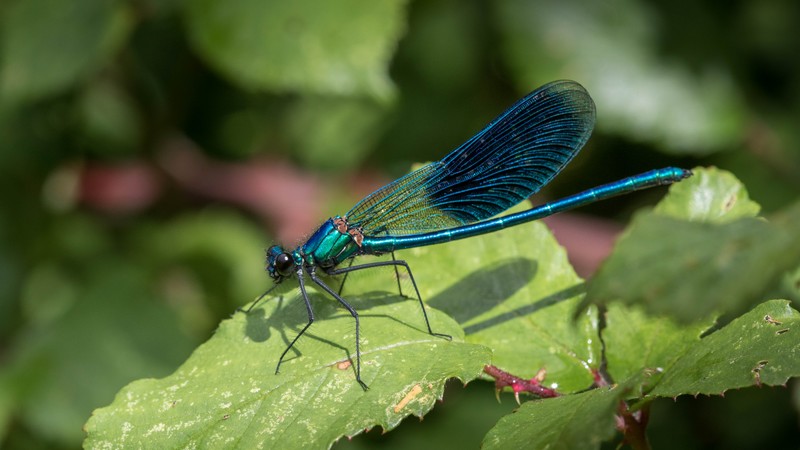 Le calopteryx éclatant