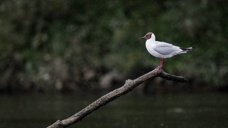 La mouette rieuse