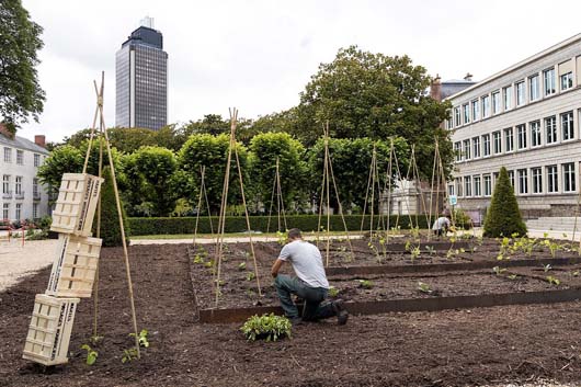 Image Essor des potagers solidaires