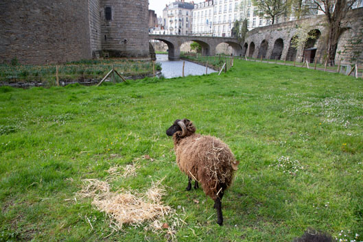 Image oasis de biodiversité