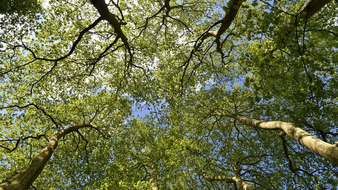 L'arbre et les forêts de demain