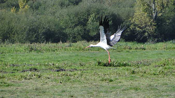 Une cigogne  ©Mairie de Brains