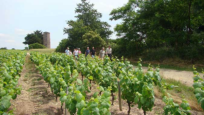 Les vignes  ©Mairie de Brains