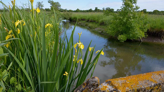 Marais de Couëron  ©Eric Milteau