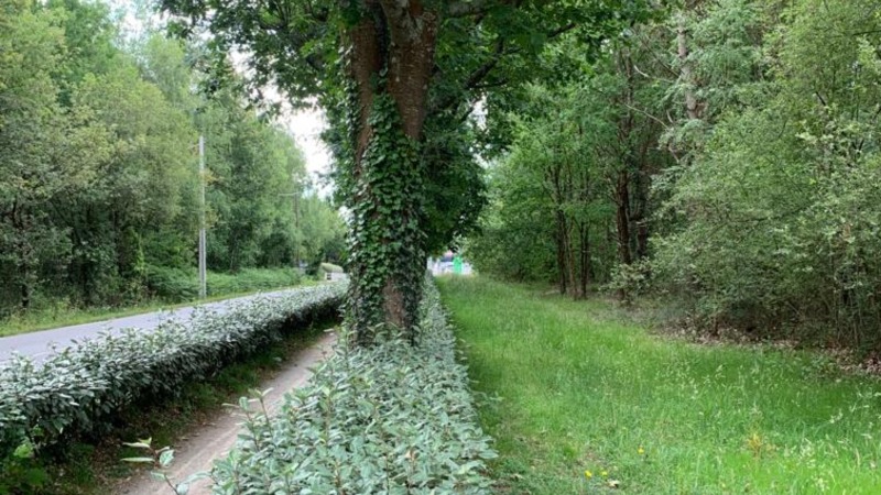 A gauche le chemin caillouteux pour piétons et cycles, déjà existant. A droite, l'espace qui accueillera la future voie douce à enrobé végétal.